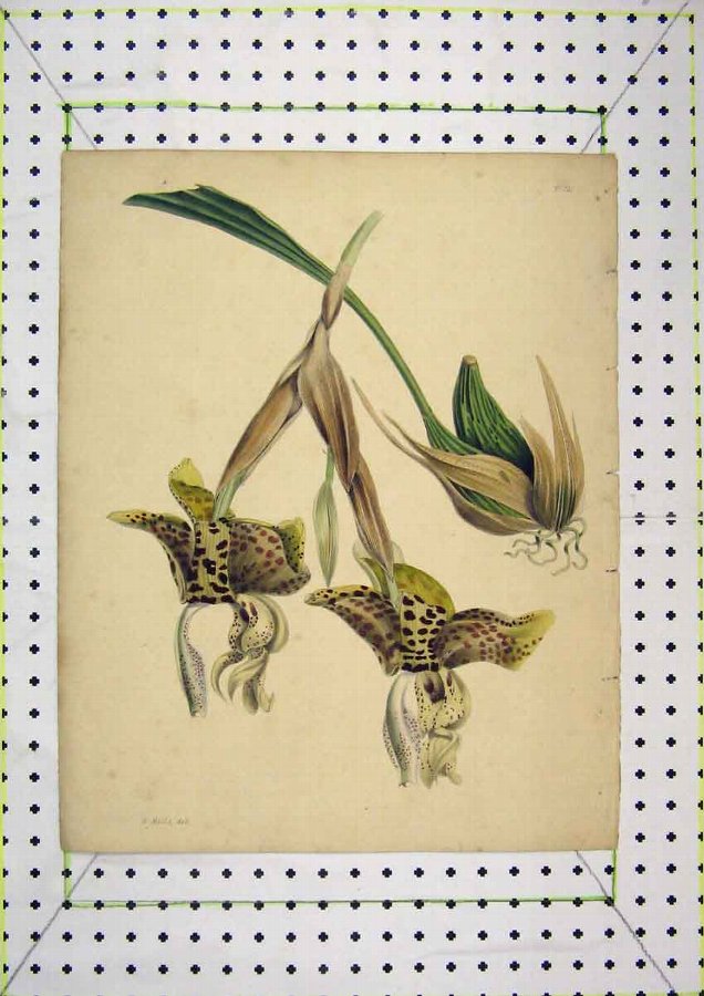 Antique Print Colour Nature Spotted Flowers Roots Mills 22 22 Antiques Co Uk