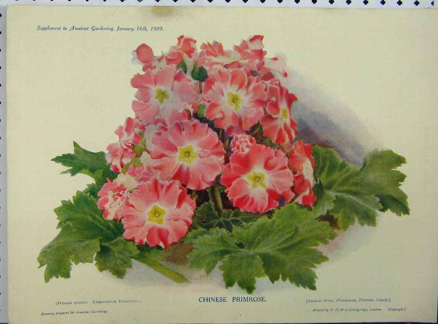 Print 1909 Chinese Primrose Pink Flowers Green Lea