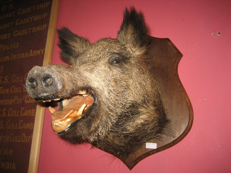 Boars Head on an Oak Plaque