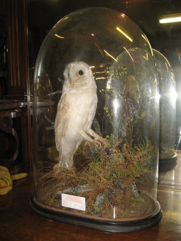 Barn Owl in a Dome