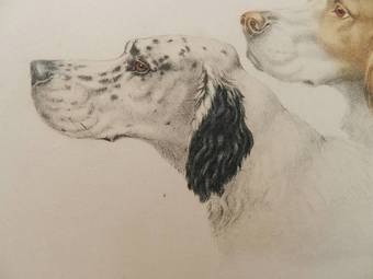 Antique Etching of Dogs by Leon Danchin French 18871938 Setters