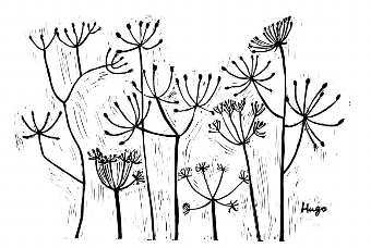 Cow Parsley