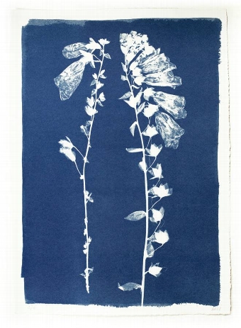 Cyanotype Foxglove