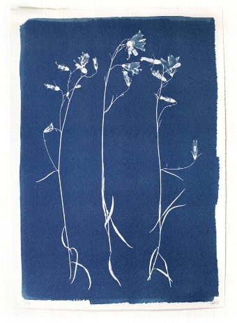 Cyanotype Weeds