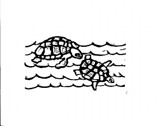 Turtles