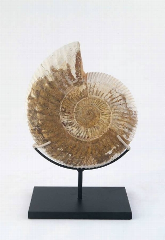 Ammonite from Madagascar