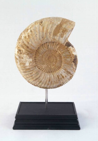 Ammonite from Madagascar