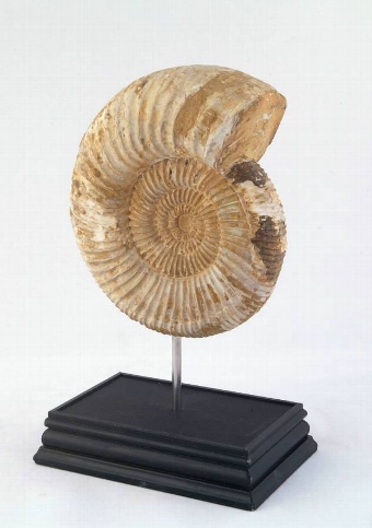 Antique Ammonite from Madagascar