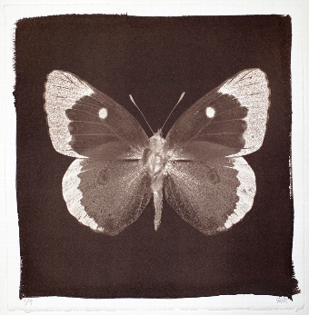 Butterfly Print  Clouded Yellow No 6