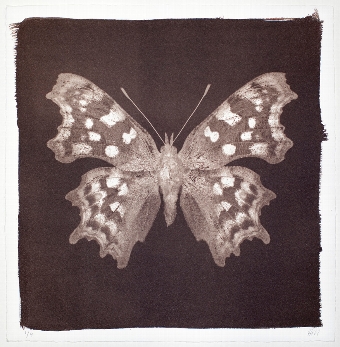 Butterfly Print  Comma No3