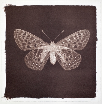 Butterfly Print  Marsh Fritillary No2