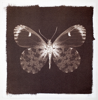 Butterfly Print  Orange Tip No 8