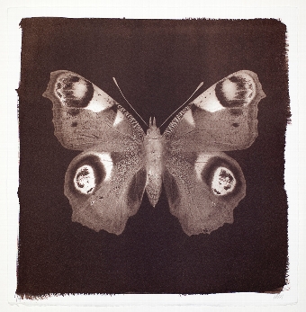 Butterfly Print  Peacock No 1