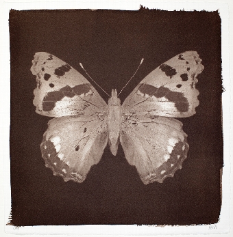 Butterfly Print  Red Admiral No 7