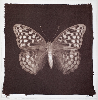 Butterfly Print  Silverwashed Fritillary No 9