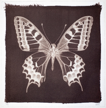 Butterfly Print  Swallow Tail No5