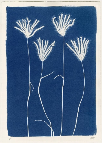 Cyanotype 4 Grasses