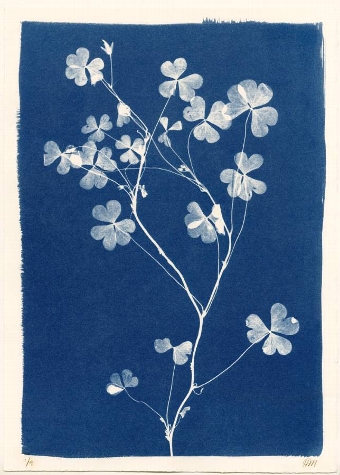 Cyanotype Clover II