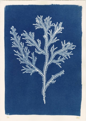 Cyanotype Fern II