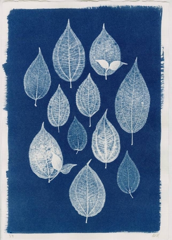 Cyanotype Group of Leaves