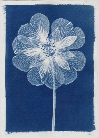 Cyanotype Open Flower