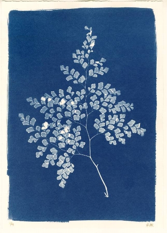 Cyanotype Sprig of Leaves