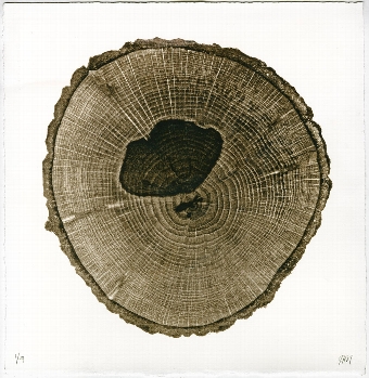 Tree Section 6