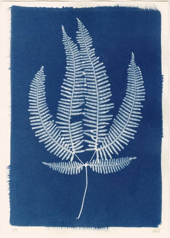 Large Cyanotype Fern III