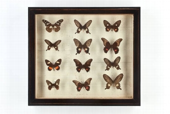 Butterflies in Black Painted Cases