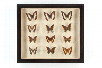 Antique Butterflies in Black Painted Cases