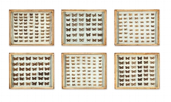Collection of Butterflies
