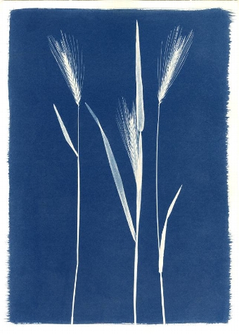 Barley
