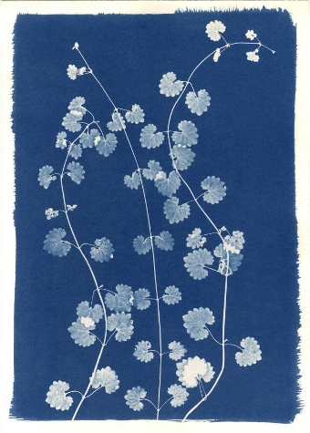 Wild Coriander