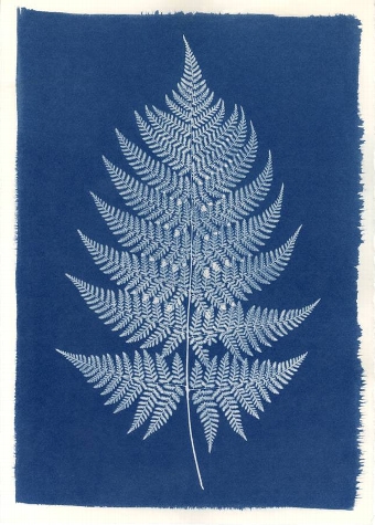 British Fern
