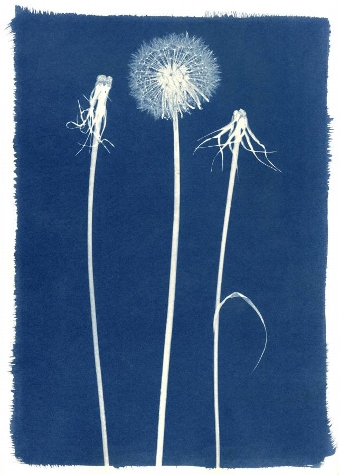 Dandelion