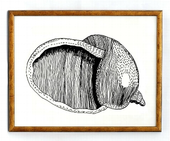 Sea Shell I