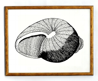 Sea Shell II