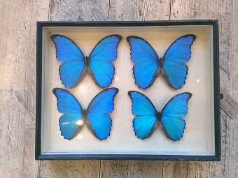 Blue Butterflies in Wooden Case