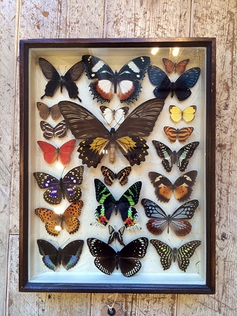 Collection of Butterflies in Wooden Case