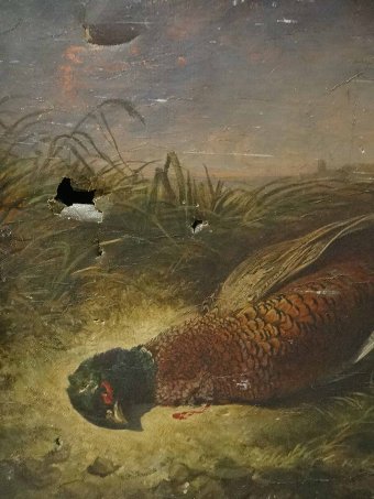 Antique A 19th CENTURY SPORTING OIL PAINTING FOR RESTORATION - GAME BIRD - PHEASANT
