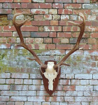 Large Set Of Antlers On Skull