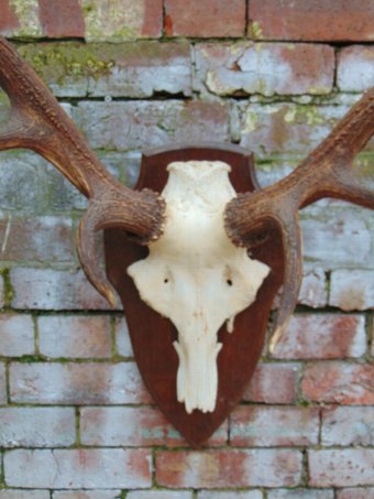 Antique Large Set Of Antlers On Skull