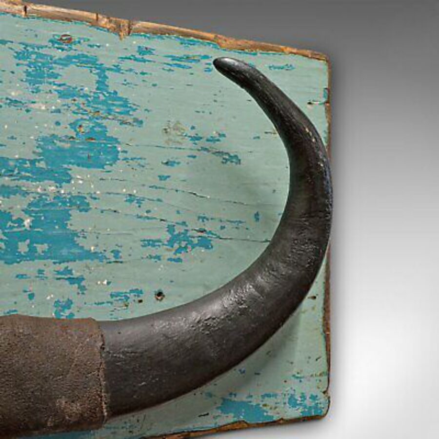Antique Vintage Mounted Horn, Continental, Water Buffalo Display, Mid 20th Century