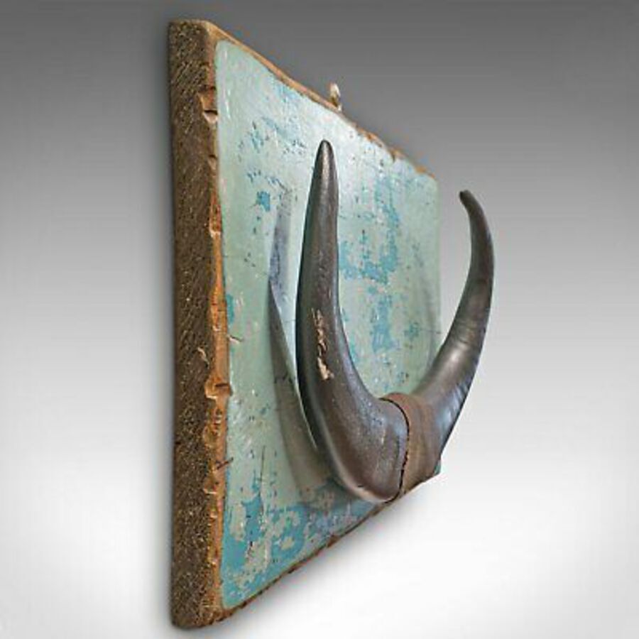 Antique Vintage Mounted Horn, Continental, Water Buffalo Display, Mid 20th Century