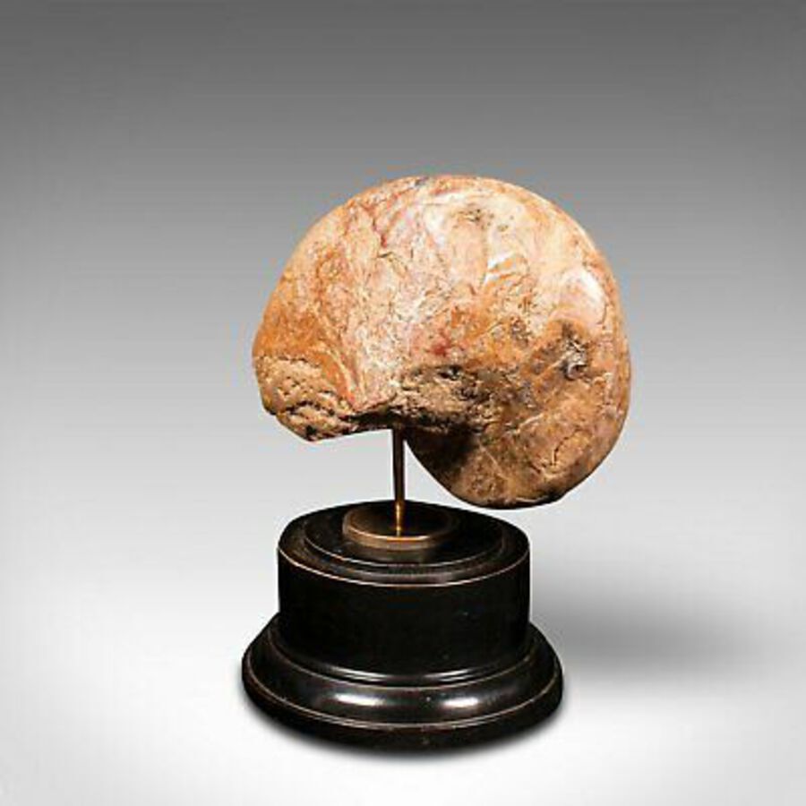 Antique Antique Decorative Ammonite, English, Geological, Ornament, Nautilus Fossil