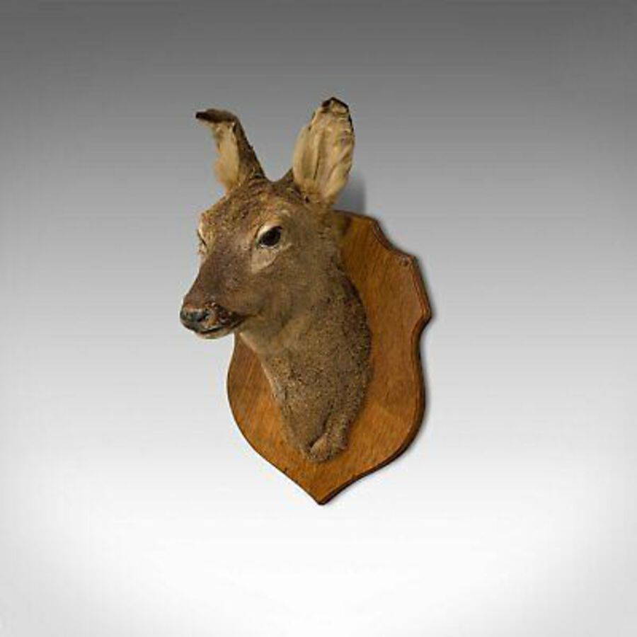Antique Vintage Deer Trophy, English, Taxidermy, Study, Oak, Display, Mount, Countryside