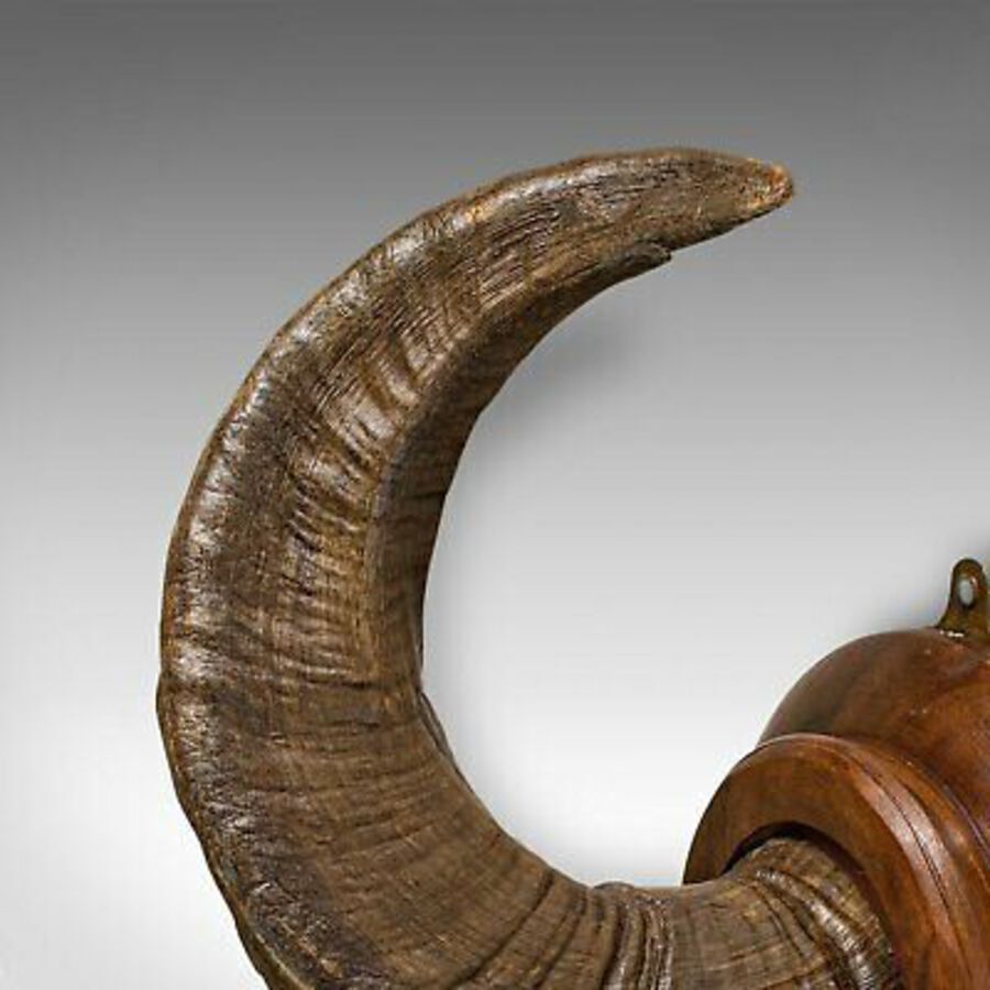 Antique Vintage Ram's Horn, English, Mounted Display Piece, 20th Century, Circa 1970