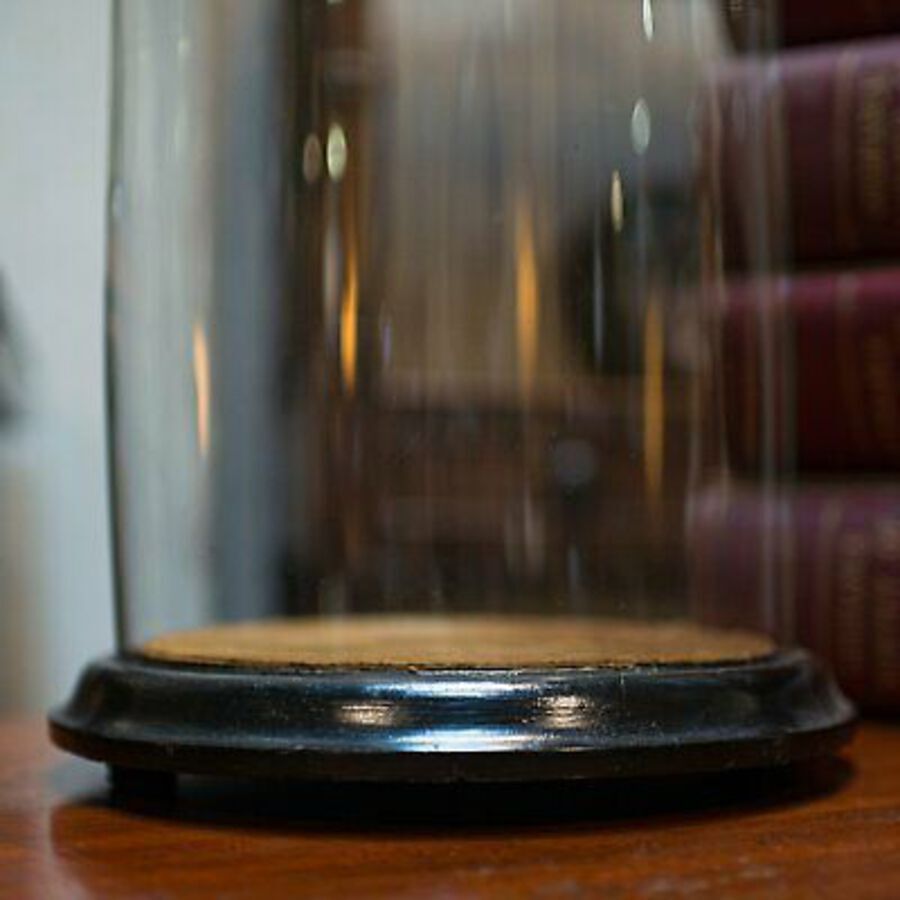 Antique Antique Taxidermy Showcase, English, Glass, Leather, Display Dome, 19th Century