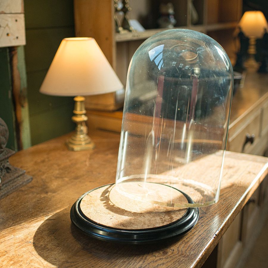 Antique Large Antique Taxidermy Dome, English, Display Showcase, Late Victorian, C.1880