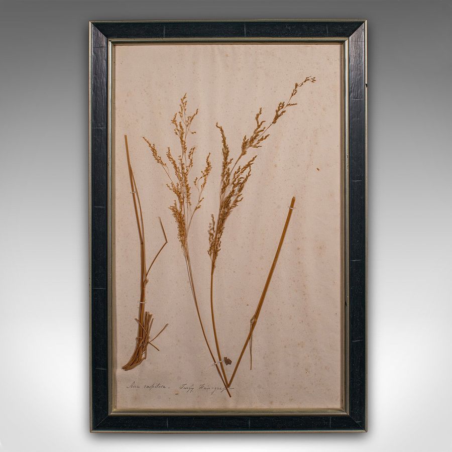 Antique Antique Set Of 6 Botanist's Specimens, English, Framed, Dried Plants, Victorian
